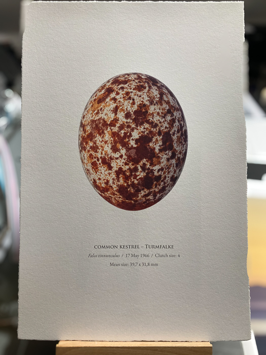 Prints mit Aufnahme es Vogeleis von Colin Prior 