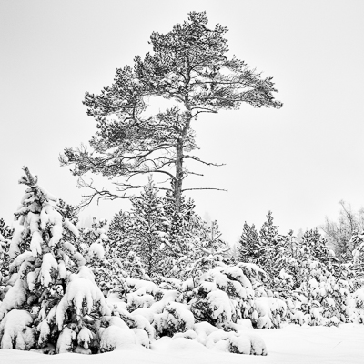 Impuls-Foto-Workshop: Ab ins Tannersmoor