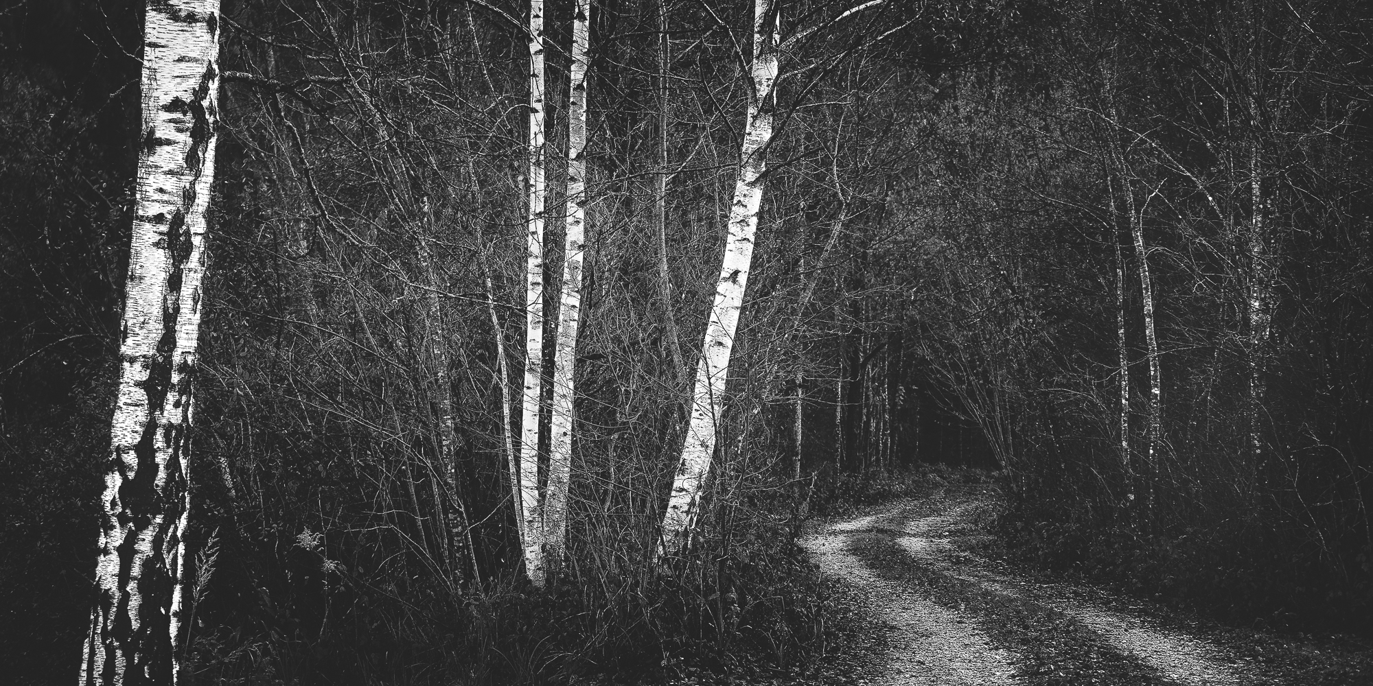 Birken am Rand | Styria, Austria. 2025 / Kat. No. D2025.289