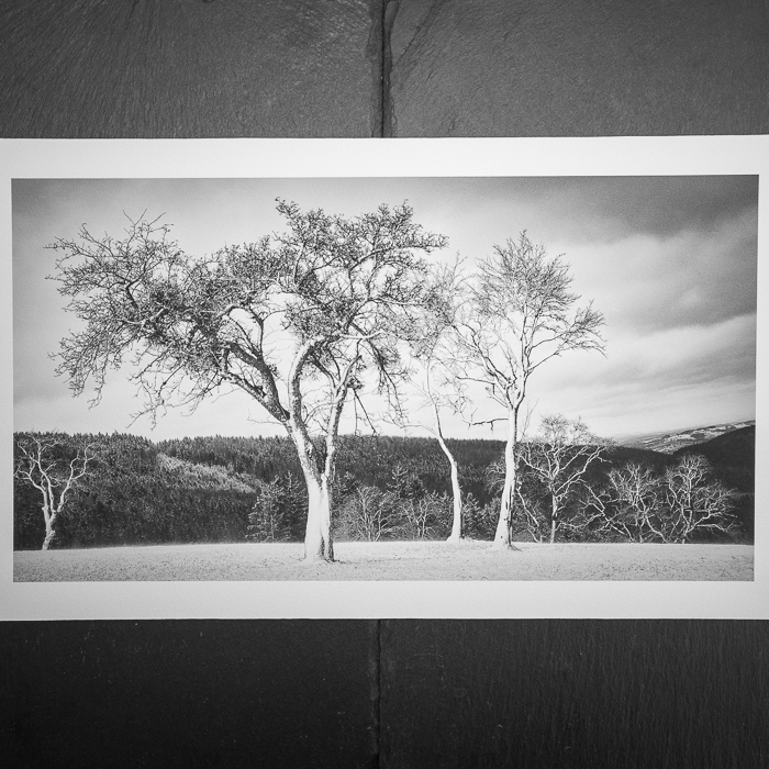 Recent Work / Neue Print - Ein alter Baumstamm 