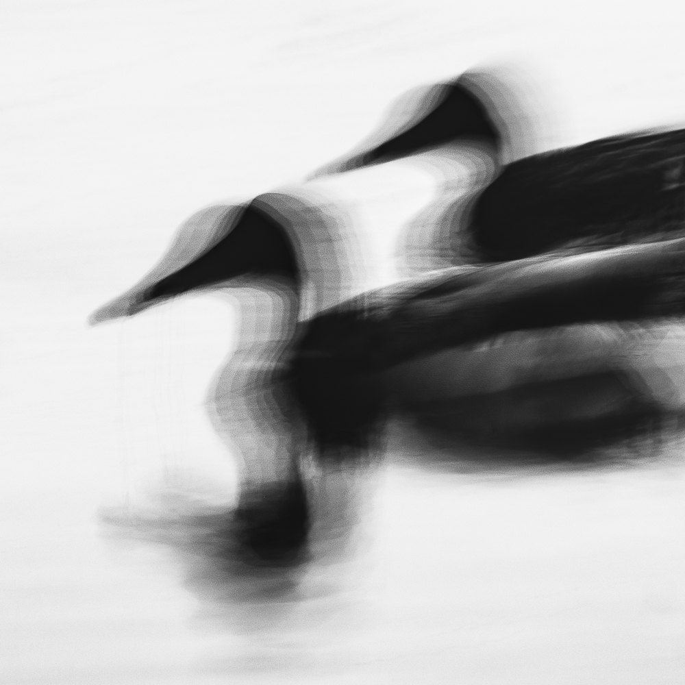 Traun-Donau Auen - 2009-2023