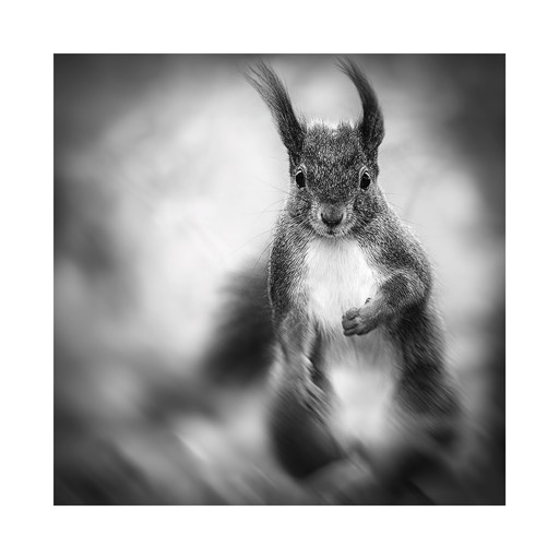 Kat. No. D591 - Squirrel Study #12 Vienna, Austria. 2002.  |  € 15,- / € 20,- / € 29,-  | Print #3 - Iford Studio Matt 235g