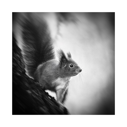 Kat.  No.: D592 - Squirrel Study #01 Vienna, Austria. 2002. |  € 15,- / € 20,- / € 29,-  | Print #3 - Iford Studio Matt 235g