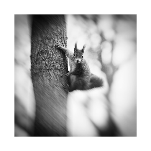 Kat.No.: D599 - Squirrel Study #04 Vienna, Austria. 2003. |  € 15,- / € 20,- / € 29,-  | Print #3 - Iford Studio Matt 235g