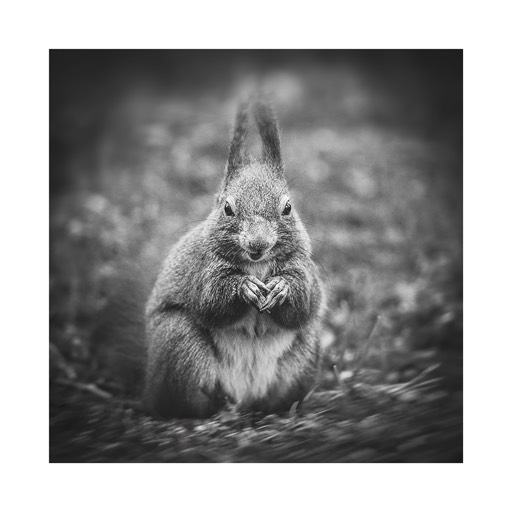 Kat. No.: D687 - Squirrel Study #13 Vienna, Austria. 2003. |  € 15,- / € 20,- / € 29,-  | Print #3 - Iford Studio Matt 235g