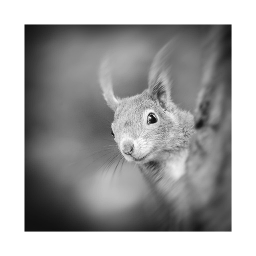 Kat. No.: D596 - Squirrel Study #08 Vienna, Austria. 2003. | € 15,- / € 20,- / € 29,-  | Print #3 - Iford Studio Matt 235g