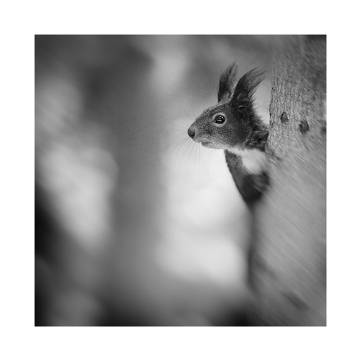 Kat. No.: D595 - Squirrel Study #09 Vienna, Austria. 2003 |  € 15,- / € 20,- / € 29,-  | Print #4 - Ilford Studio Matt 235g