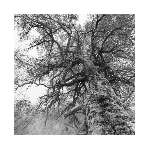 Kat. No. D422452 - Alter Baum, Region Gesäuse, Styria, Austria. 2024 |  € 15 ,- / € 20,- / € 29,- | Print #2 auf Hahnemühle Matt Fiber 200g