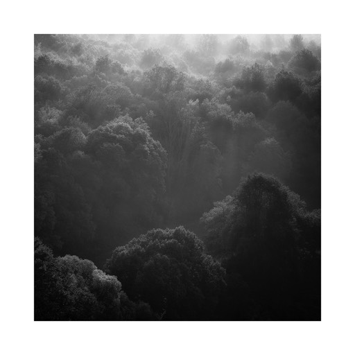 Kat. No.  No.: D766 - Sea of Trees, Study #1, Waldviertel, Lower Austria, Austria. 2017. |  € 15 ,- / € 20,- / € 29,- | Print #2 auf Hahnemühle Matt Fiber 200g