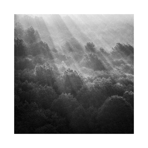 Kat.  No.: D762 - Sea of Trees, Study #2, Waldviertel, Lower Austria, Austria. 2016. | € 20,- / € 28,- / € 40,-  | Print #1 - Hahnemühle Matt Fiber 200g