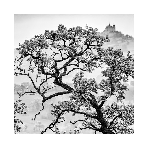 Kat. No.: D566- Obstbaum und Basilika Sonntagberg/Fuit tree and Basikila Sonntagberg, Mostviertel, Lower Austria, Austria. 2014 | € 20,- / € 28,- / € 40,-  | Print #6 - Hahnemühle Matt Fiber 200g