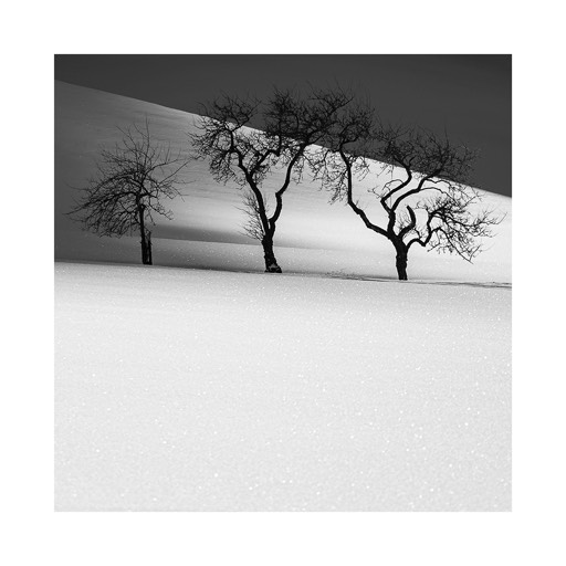 Kat. - No. D2243 - Drei Bäume / Three trees | Gesäuse - Ennstal | Austria. 2022. - € 20,- / € 28,- / € 40,- | Print #2 auf Hahnemühle Sustainable Photo Satin 220g