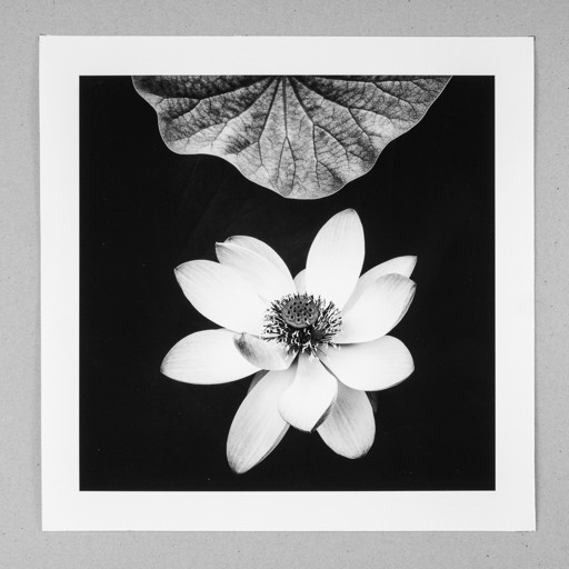 Kat. No. D422401 - Lotus, Upper Austria, Austria. 2024 | € 13,- / € 18,- / 26,- | Print #1 auf Ilford Studio Matt 235g