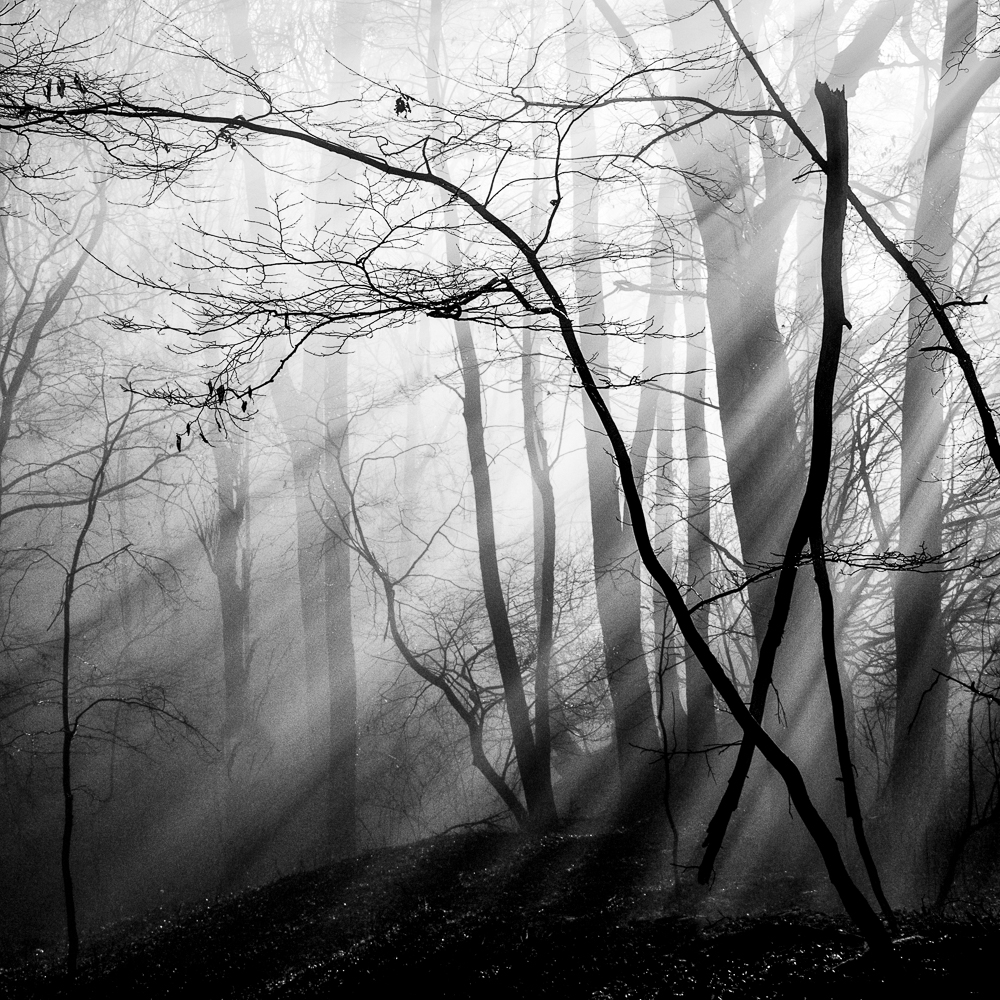 Gratis Print - Dezember 2025 / Ausgabe 21