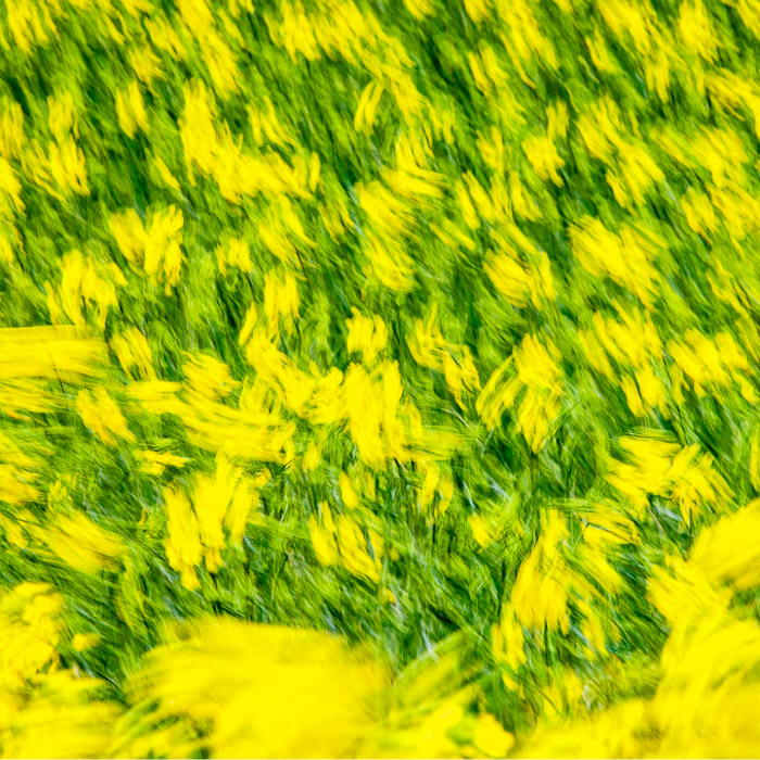 Gratis Print - April  2025 / Ausgabe 13