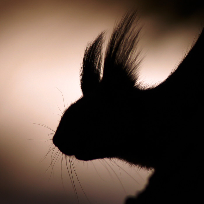 Gratis Print - März 2025 / Ausgabe 12