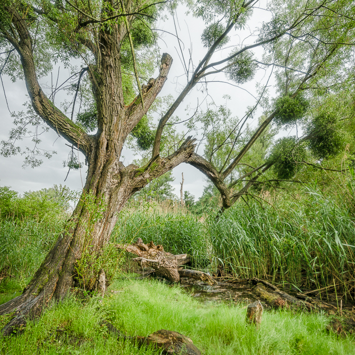 Gratis Print - Mai 2024 / Ausgabe 2