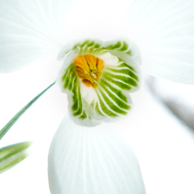 GRATIS Print des Monats - Ausgabe #24 - März 2026 - auf 24 Stück begrenzt