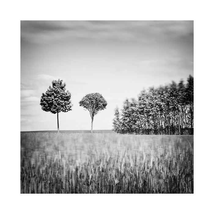PRINT TREES WITH A CORNFIELD