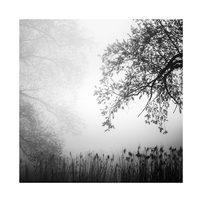 PRINT REED AND TREES IN THE FOG