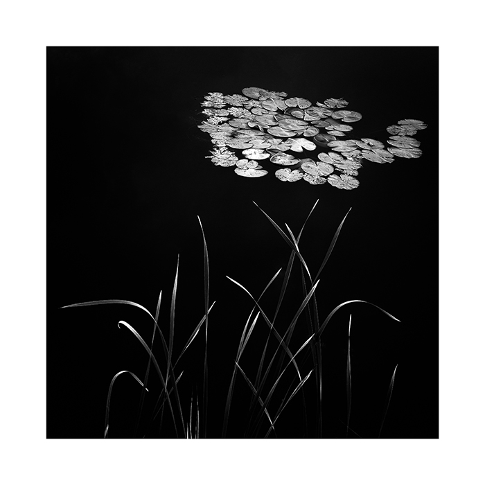 PRINT LILY PADS, REEDS AND WATER