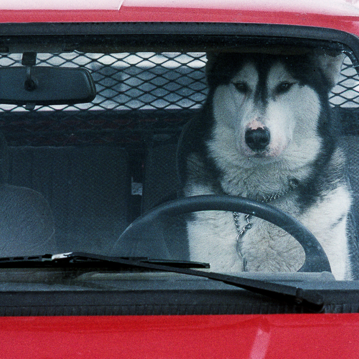 Husky Driver, Österreich, Jahr 1995 /  K9501-24 - Tauscher Heinrich