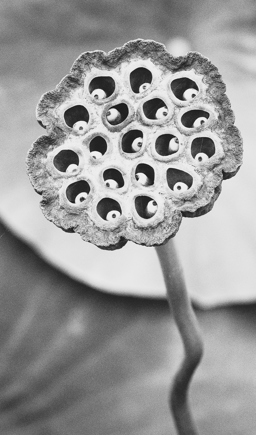 Workshop Fotografie und Meditation im Botanischen Garten Linz