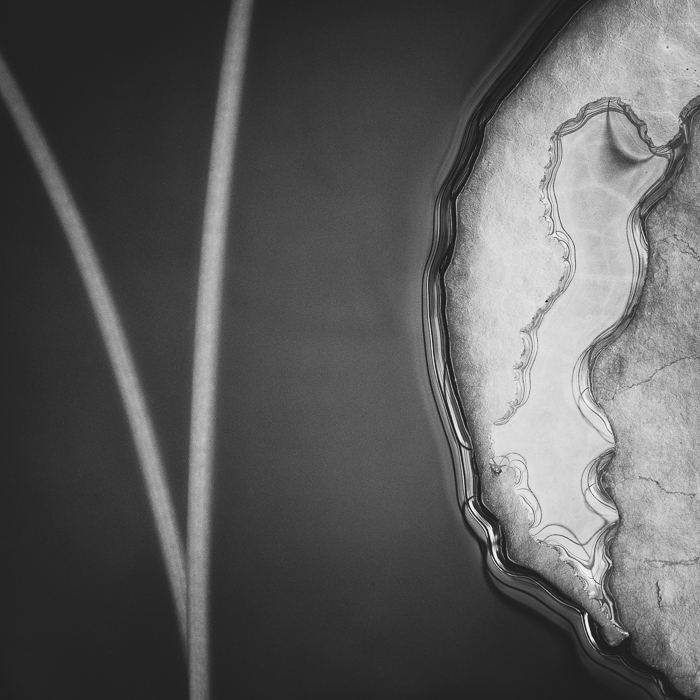 Workshop Fotografie und Meditation - Botanischer Garten Linz