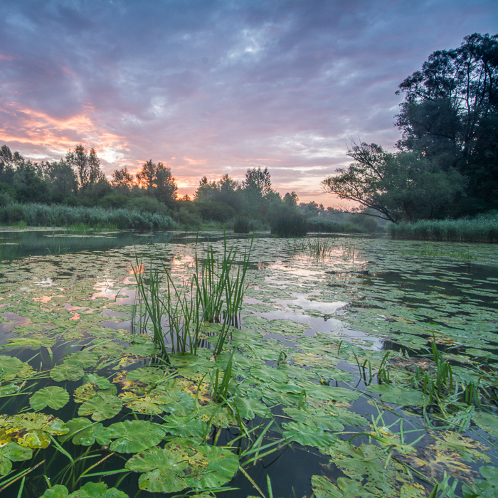 Workshop  Auenland - Traun-Donau Auen