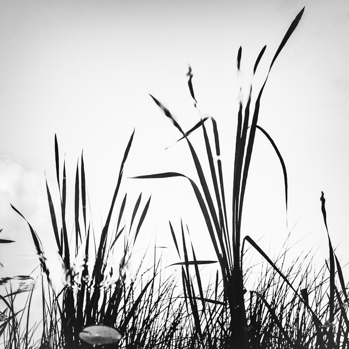 Workshop Fotografie und Meditation - Botanischer Garten Linz